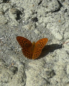 Più natura in città