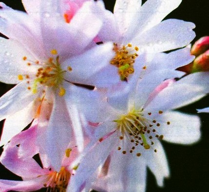 Prunus x subhirtella ‘Autumnalis’