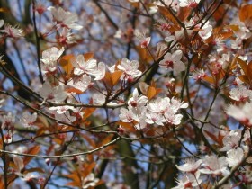 Acta Horticulturae – RESPIRATION OF CHERRIES DURING RIPENING