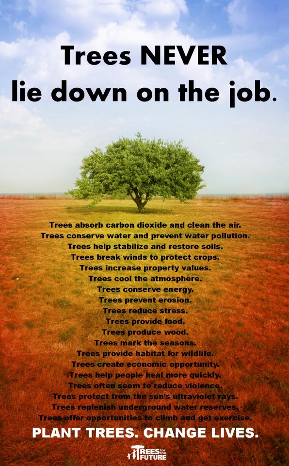 Trees never lie down on the job