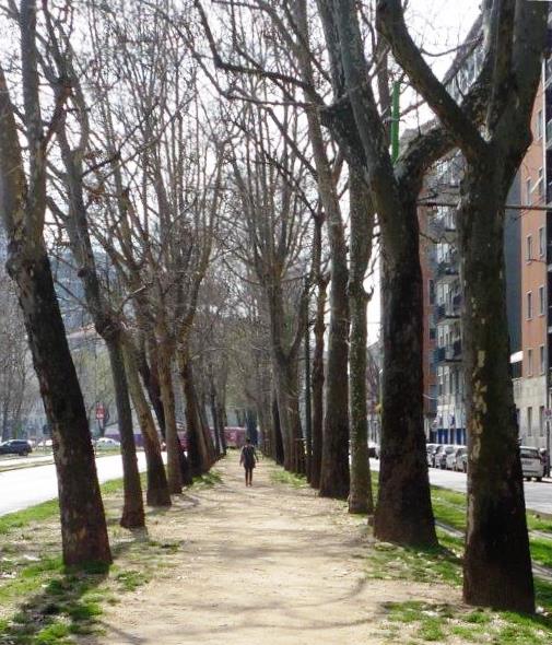 Forest in Milan