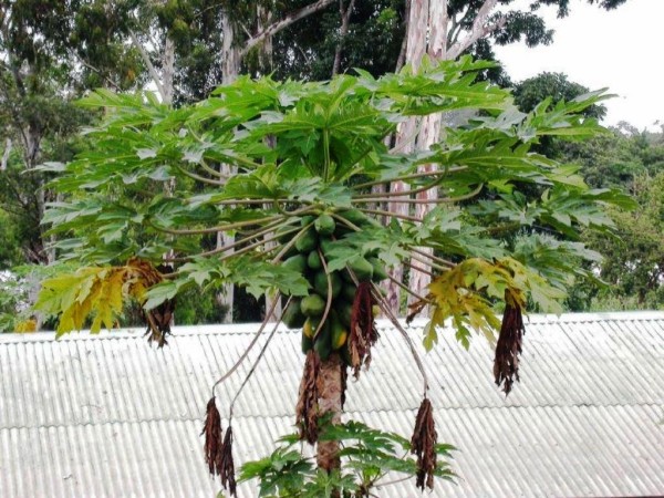 Carica_papaya