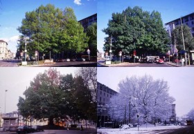 Una quercia monumentale scandisce lo scorrere delle stagioni a Milano