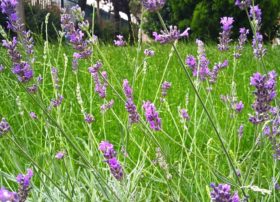 Fioritura di lavanda, spigatura di loietto