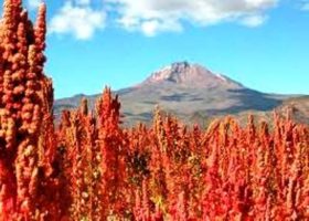 Quinoa – il “cereale” delle Ande