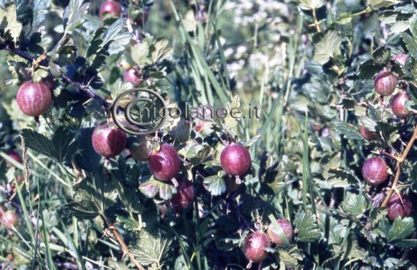 Ribes e Uva spina: ecco alcune notizie utili