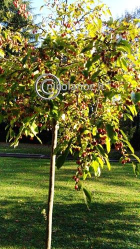 Malus floribunda ‘Golden Hornet’