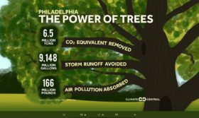 THE POWER OF TREES