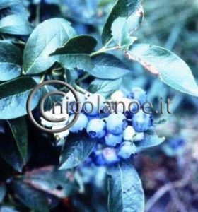 European Blueberry 2018