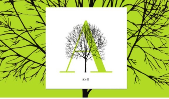 The Tree Alphabet was developed by Katie Holten, one of the first recipients of an artist-in-residency with NYC Parks